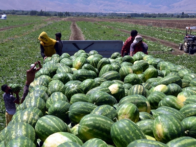 Karpuzdan 70 milyon TL gelir bekleniyor