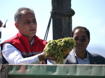 Hümik asitli silajlık mısır üretiminden yüksek verim alındı