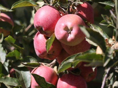 Kars'ın mikroklima bölgesinde organik elma yetişiyor