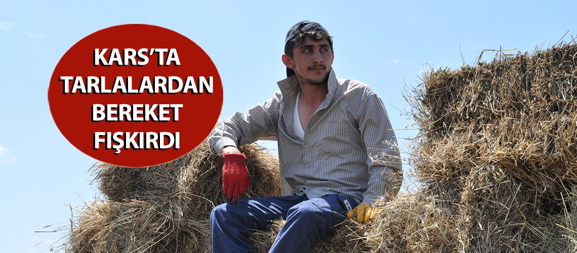 Kars’ta tarlalardan bereket fışkırdı