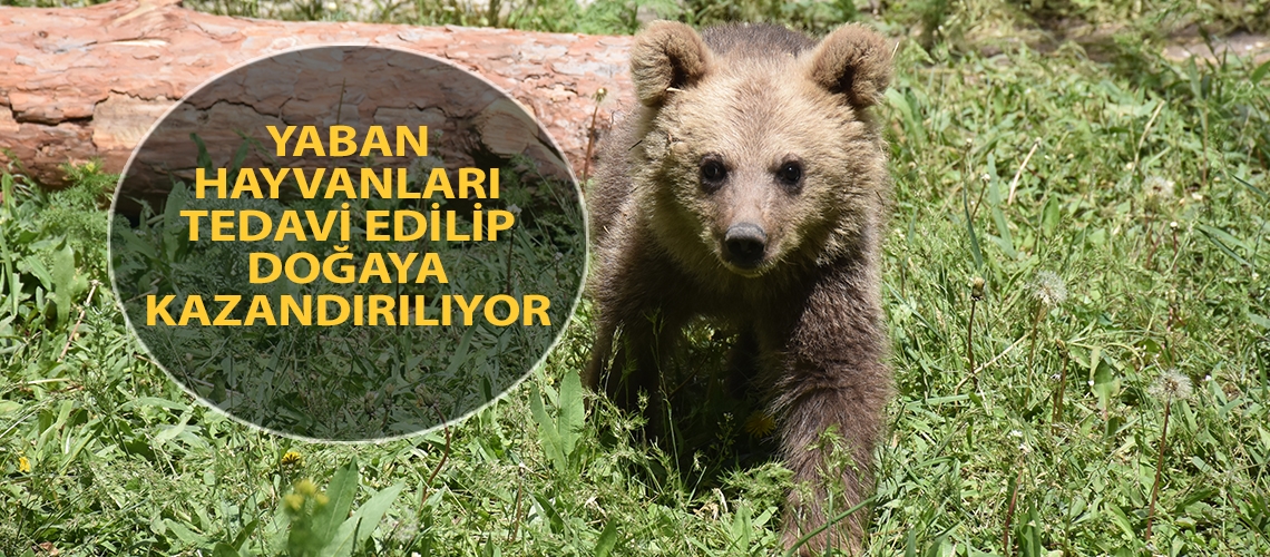 Yaban hayvanları tedavi edilip doğaya kazandırılıyor