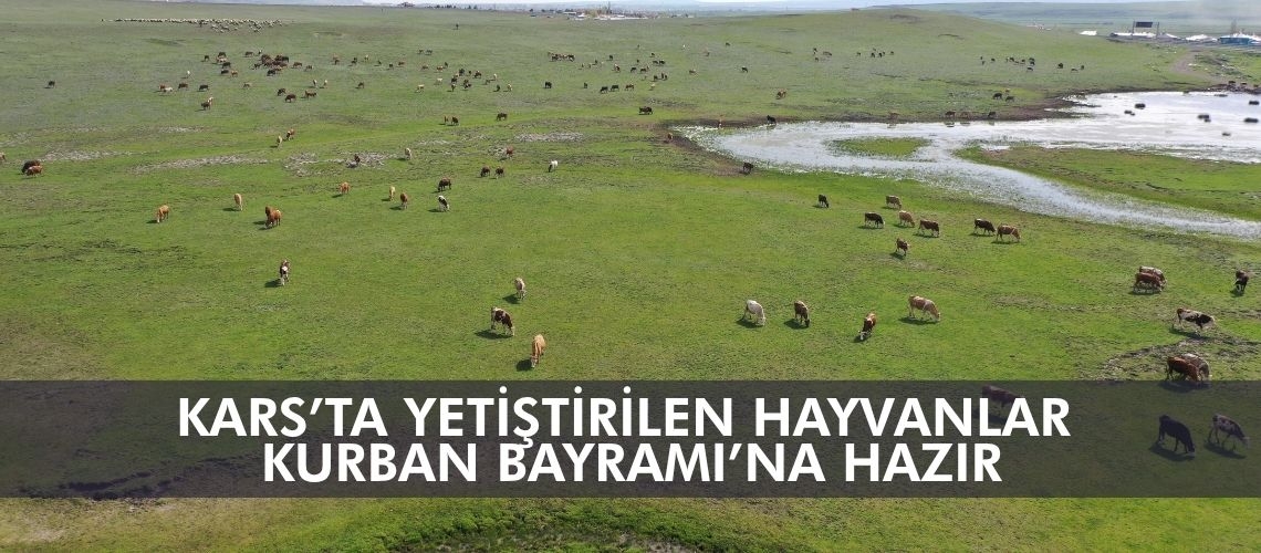 Kars’ta yetiştirilen hayvanlar Kurban Bayramı’na hazır