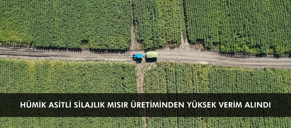 Hümik asitli silajlık mısır üretiminden yüksek verim alındı
