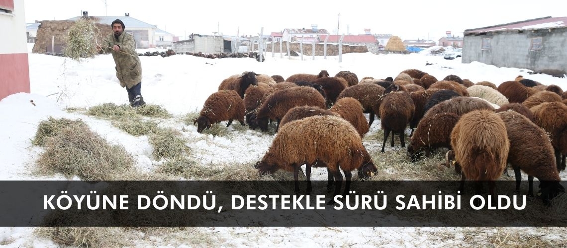 Köyüne döndü, destekle sürü sahibi oldu