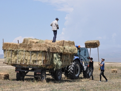 Kars’ta tarlalardan bereket fışkırdı
