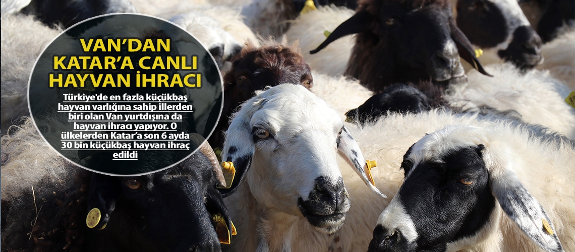Van’dan Katar’a canlı hayvan ihracı