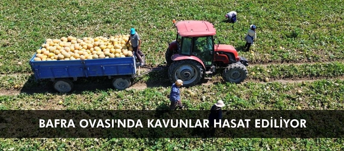 Bafra Ovası'nda kavunlar hasat ediliyor
