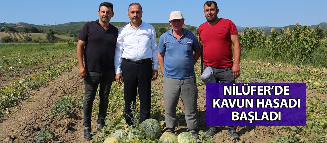 Nilüfer’de kavun hasadı başladı