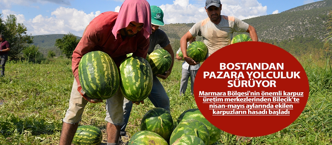 Bostandan pazara yolculuk sürüyor