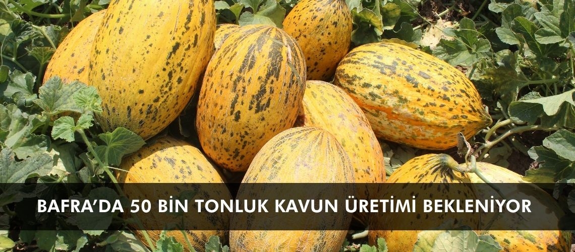 Bafra’da 50 bin tonluk kavun üretimi bekleniyor