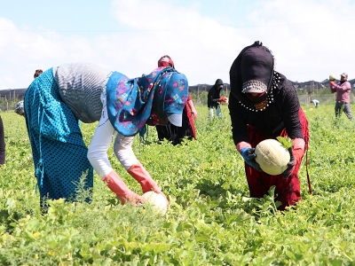 Niğde'de üretiliyor dünya ülkelerine gönderiliyor