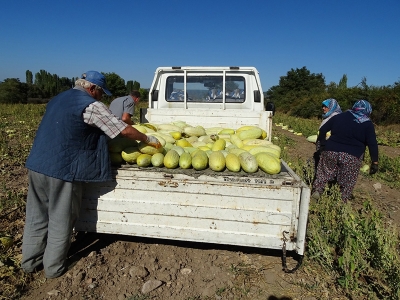 Ata mirasını yaşattı tonlarca ürün aldı