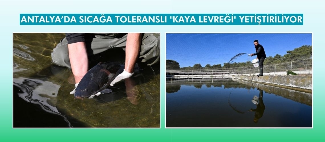 Antalya’da sıcağa toleranslı 