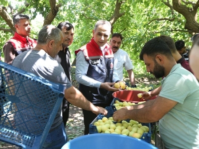 Kağızman kayısısı lezzetini mikroklimadan alıyor