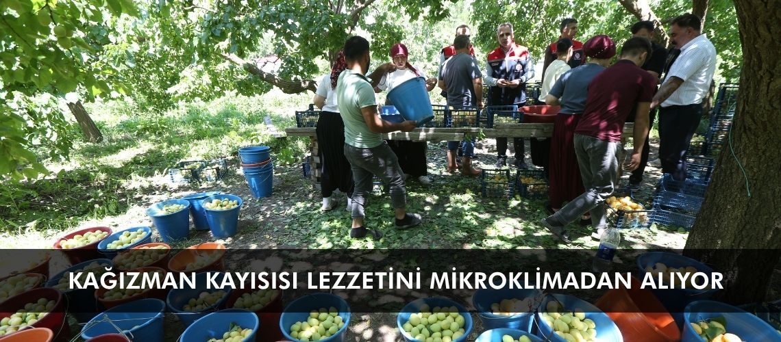 Kağızman kayısısı lezzetini mikroklimadan alıyor