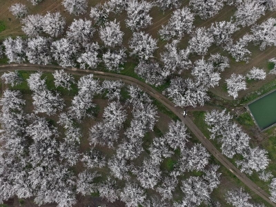 Kayısının başkenti beyaz gelinliğini giydi