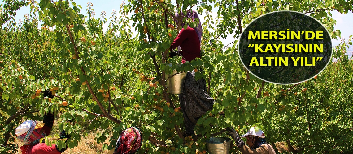 Mersin’de “Kayısının altın yılı”