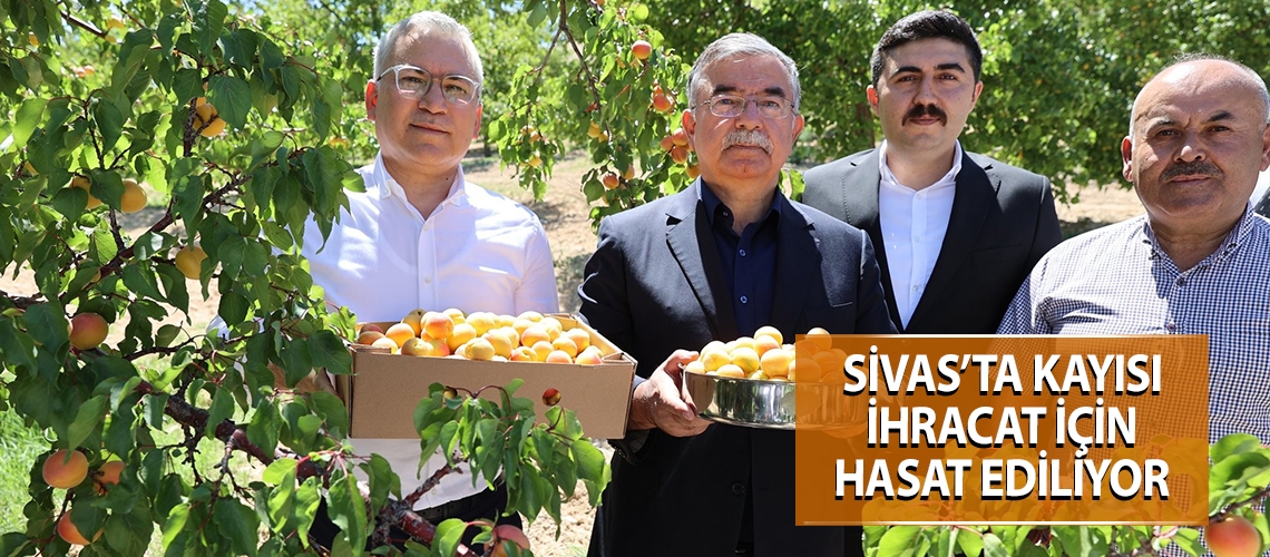 Sivas’ta kayısı ihracat için hasat ediliyor