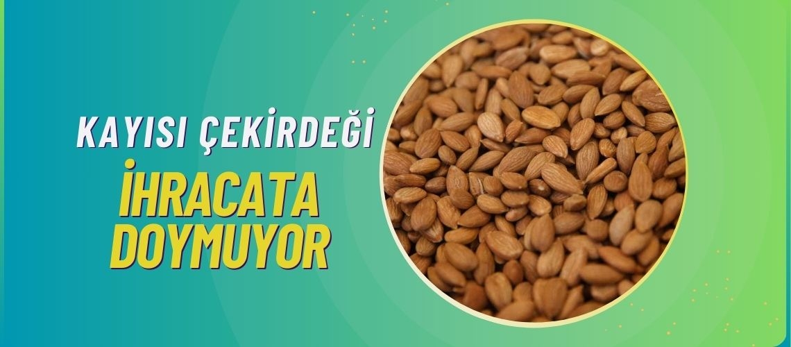 Kayısı çekirdeği ihracata doymuyor