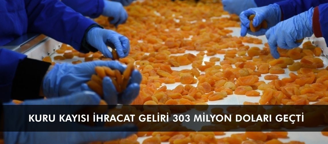 Kuru kayısı ihracat geliri 303 milyon doları geçti