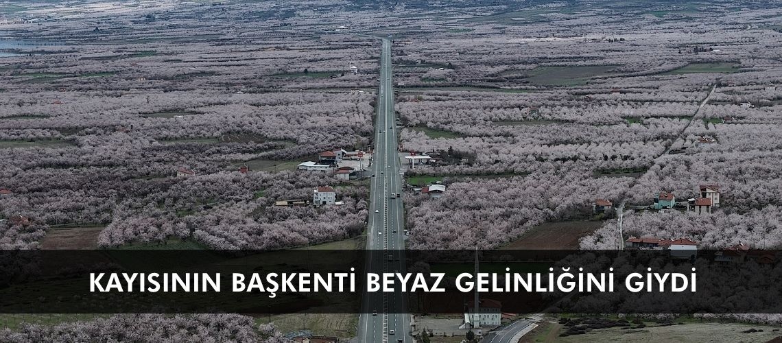 Kayısının başkenti beyaz gelinliğini giydi