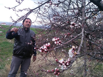 Kayısı ağaçları erken çiçek açtı