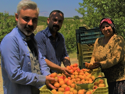 Mersin’de “Kayısının altın yılı”