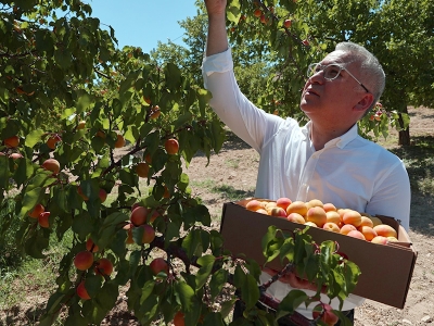 Sivas’ta kayısı ihracat için hasat ediliyor