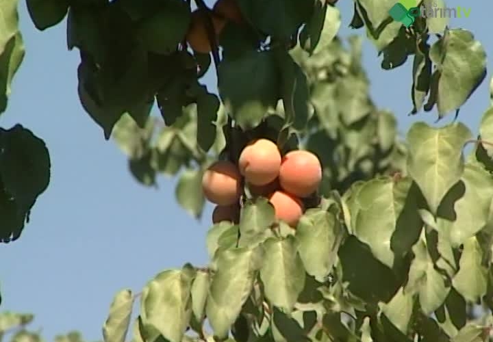 Kayısı Yetiştiriciliği