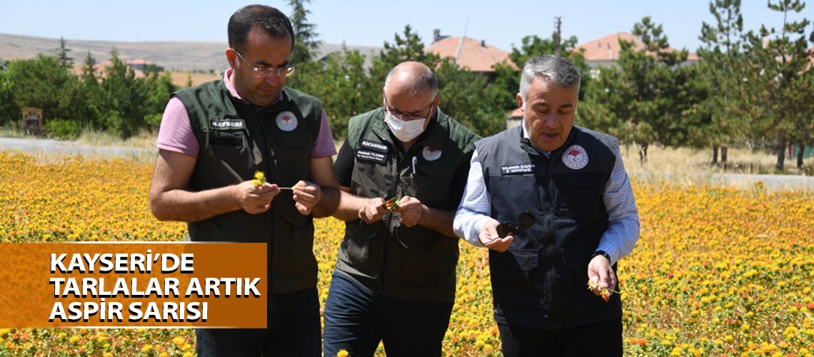 Kayseri’de tarlalar artık aspir sarısı