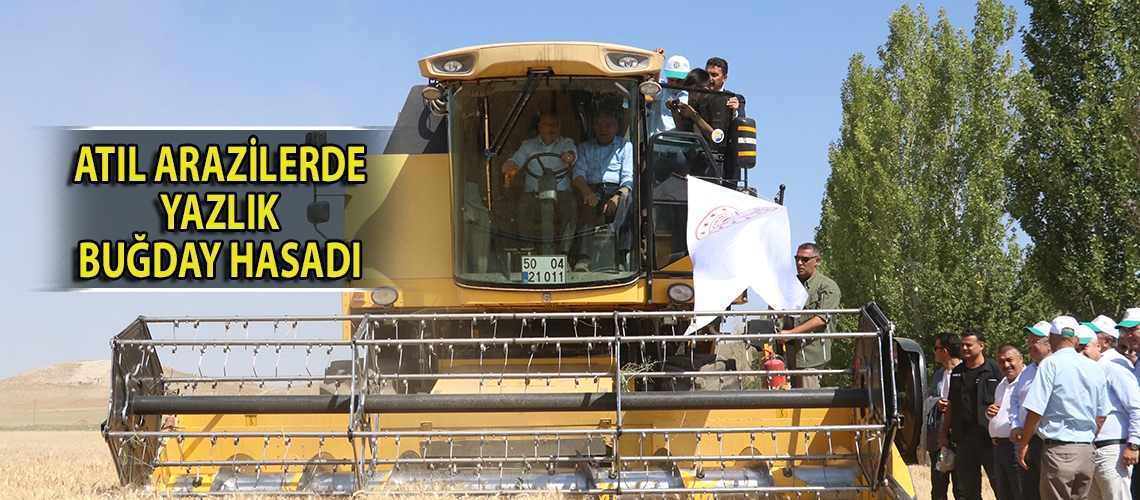 Atıl arazilerde yazlık buğday hasadı