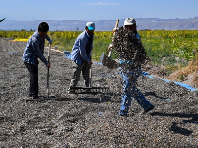 Sarı altın hasatta üreticiyi sevindirdi
