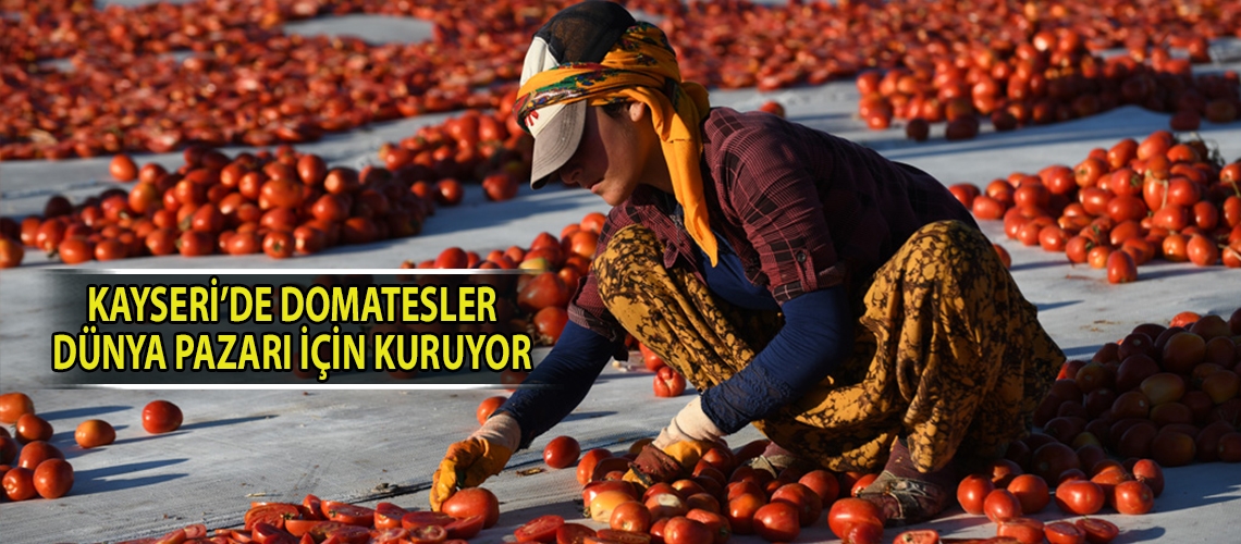 Kayseri’de domatesler dünya pazarı için kuruyor