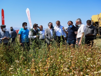 Yahyalı’da çiftçiler karabuğdayı sevdi