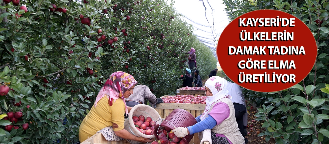 Kayseri'de ülkelerin damak tadına göre elma üretiliyor