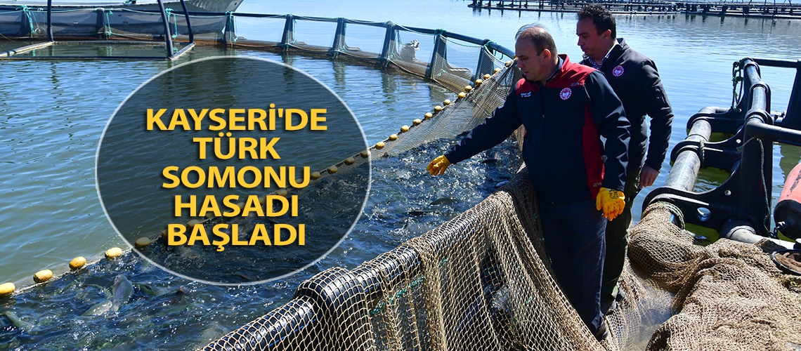 Kayseri'de Türk somonu hasadı başladı