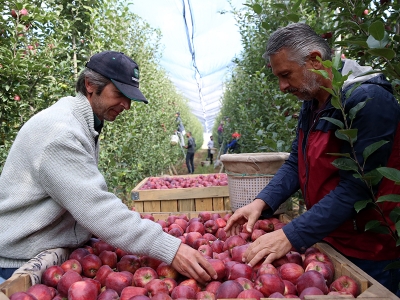 Kayseri'de ülkelerin damak tadına göre elma üretiliyor