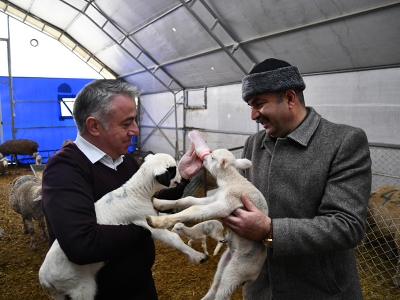 Kayseri’ de küçükbaş hayvancılıkta mutlu eden gelişmeler