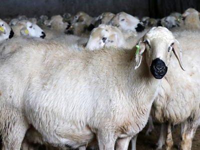 Akkaramanda ikiz doğum bereketi