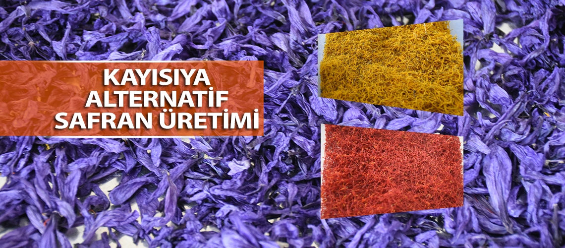 Kayısıya alternatif safran üretimi