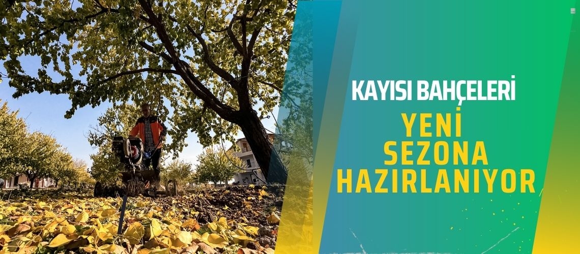 Kayısı bahçeleri yeni sezona hazırlanıyor