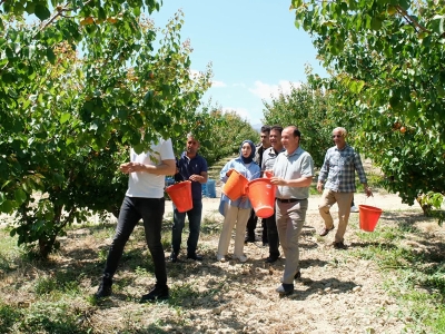 Tescilli Mut kayısısında 120 bin ton rekolte bekleniyor