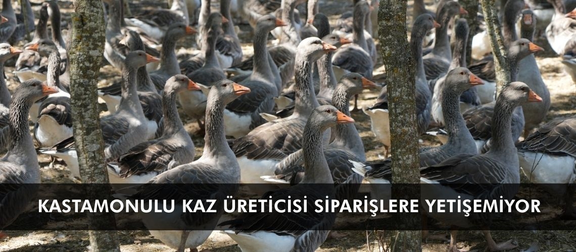 Kastamonulu kaz üreticisi siparişlere yetişemiyor