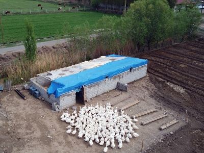 40 kazla başladı, çiftlik sahibi oldu