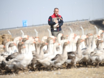 Kars'ta yılda 2,5 milyon kaz yetiştiriliyor