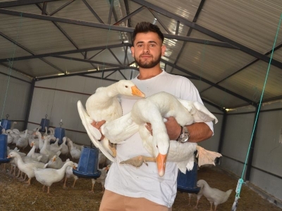 Muş'ta yetiştiricilere 2 bin kaz yavrusu dağıtıldı