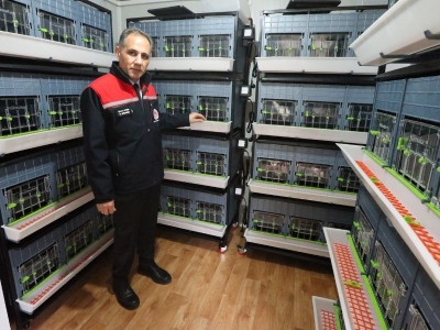 Kaz varlığını artıracak yumurtalar kuluçkaya alındı