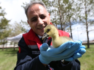 Kaz varlığını arttıracak yavrular kuluçkadan çıktı