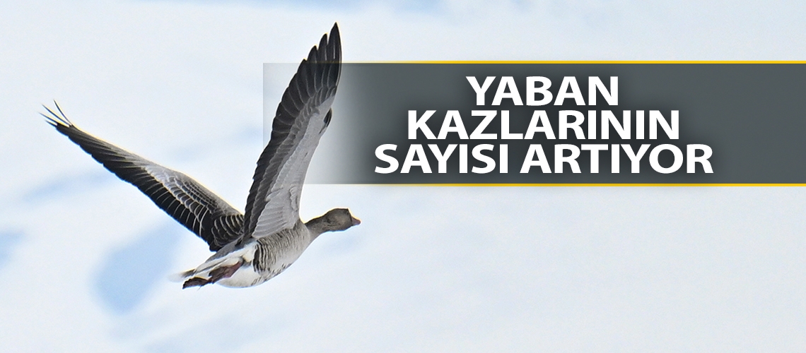 Yaban kazlarının sayısı artıyor