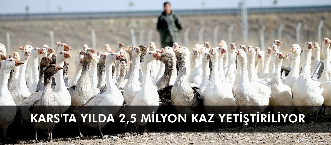 Kars'ta yılda 2,5 milyon kaz yetiştiriliyor